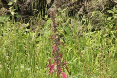 Amaranthus hypochondriacus