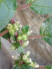 Parietaria judaica