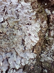 Punctelia missouriensis