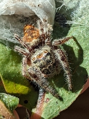 Phidippus