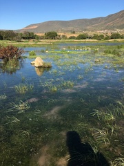 Zannichellia palustris