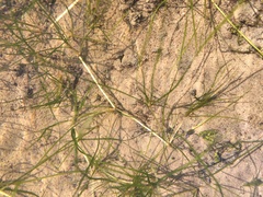 Zannichellia palustris