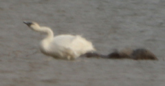 Cygnus