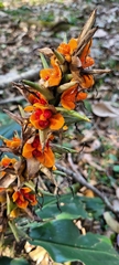Hedychium