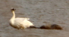 Cygnus