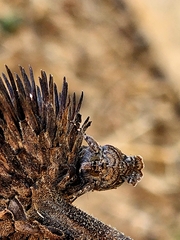 Plusiini