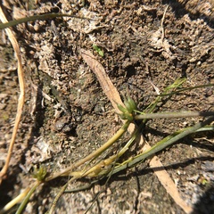 Zannichellia palustris