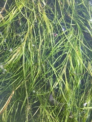 Zannichellia palustris