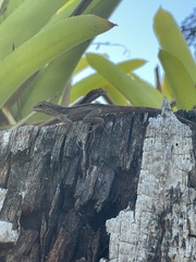 Anolis cristatellus