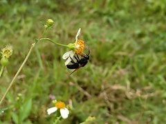Callomegachile