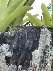 Anolis cristatellus