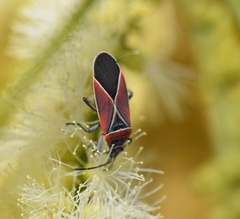 Neacoryphus bicrucis