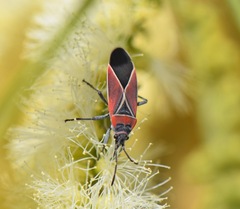 Neacoryphus bicrucis
