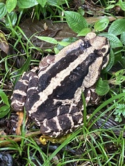 Rhinella icterica