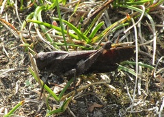 Psophus stridulus
