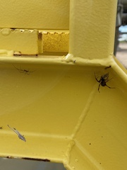 Latrodectus hesperus