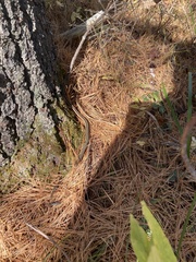 Thamnophis saurita septentrionalis