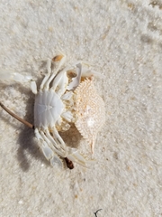 Arenaeus cribrarius