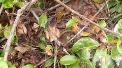 Gerrhosaurus nigrolineatus