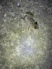 Amolops hongkongensis