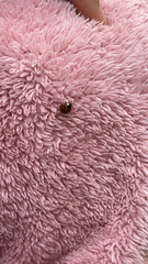 Harmonia axyridis