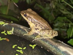 Sylvirana nigrovittata