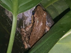 Sylvirana nigrovittata