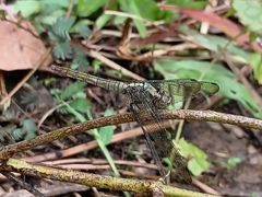 Orthetrum testaceum