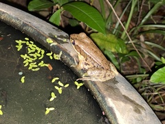 Sylvirana nigrovittata