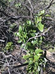 Cryptocarya alba