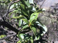 Cryptocarya alba