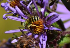 Agapostemon