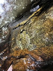 Amolops hongkongensis