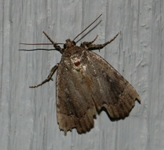 Amphipyra glabella