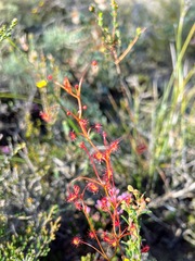 Drosera drummondii