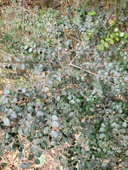 Diospyros nummularia