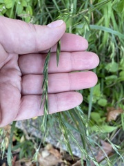 Bromus catharticus