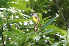 Pericrocotus solaris