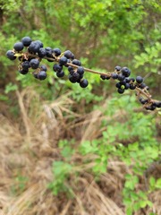 Phyllanthus reticulatus