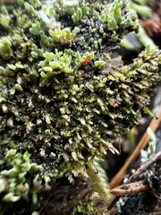 Crossocalyx hellerianus