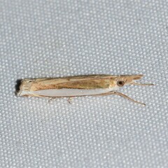 Crambus quinquareatus