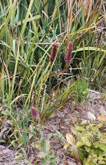 Sanguisorba