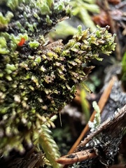 Crossocalyx hellerianus