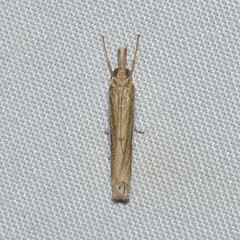 Crambus quinquareatus