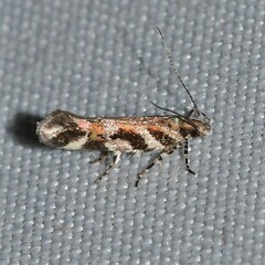 Aristotelia amelanchierella