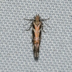 Aristotelia amelanchierella