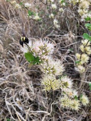 Combretum mossambicense