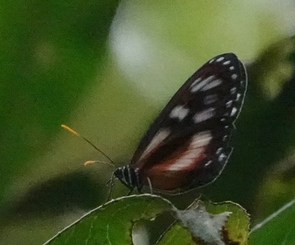 Napeogenes glycera