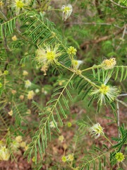 Albizia harveyi