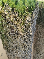 Balanomorpha